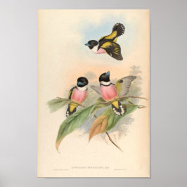 Eurlyaimus-Ochromalus-Vintager Vogel aus Asien Poster