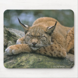 Europ�_ischer Luchs, Eurasischer Luchs (Luchs Mousepad