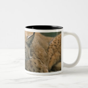 Europ�_ischer Luchs, Eurasischer Luchs (Luchs Zweifarbige Tasse