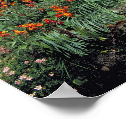 Europa, England, Teffont Magna. Blume Poster (Ecke)