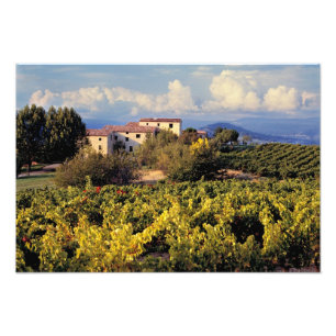 Europa, Frankreich, Bonnieux. Weinberge bedecken d Fotodruck