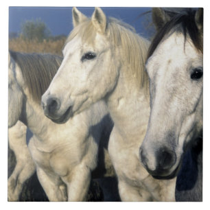 Europa, Frankreich, Ile del la Camargue. Camargue  Fliese