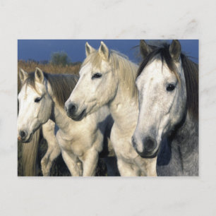 Europa, Frankreich, Ile del la Camargue. Camargue Postkarte