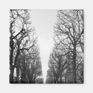 Europa, Frankreich, Paris. Winterbäume, Marco Pol Magnet