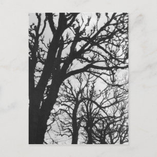 Europa, Frankreich, Paris. Winterbäume, Marco Postkarte