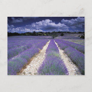 Europa, Frankreich, Provence. Lavendelfelder Postkarte