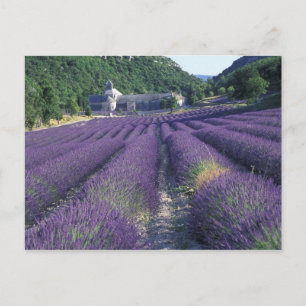Europa, Frankreich, Provence. Lavendelfelder Postkarte