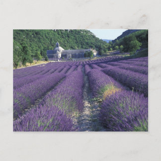 Europa, Frankreich, Provence. Lavendelfelder Postkarte
