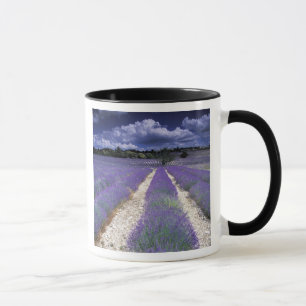 Europa, Frankreich, Provence. Lavendelfelder Tasse
