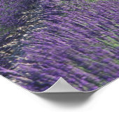 Europa, Frankreich, Provence. Lawinenfelder Poster (Ecke)