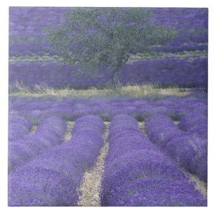 Europa, Frankreich, Provence, Sault, Lavendel 2 Fliese