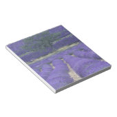 Europa, Frankreich, Provence, Sault, Lavendel 2 Notizblock (angewinkelt)