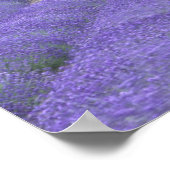 Europa, Frankreich, Provence, Sault, Lavendel 2 Poster (Ecke)