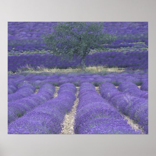 Europa, Frankreich, Provence, Sault, Lavendel 2 Poster (Vorne)