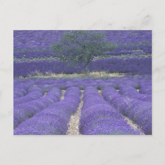 Europa, Frankreich, Provence, Sault, Lavendel 2 Postkarte (Vorderseite)