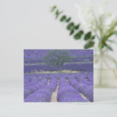 Europa, Frankreich, Provence, Sault, Lavendel 2 Postkarte (Stehend Vorderseite)