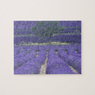 Europa, Frankreich, Provence, Sault, Lavendel 2 Puzzle