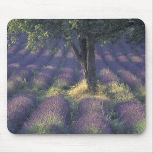 Europa, Frankreich, Provence, Sault, Lavendel Mousepad