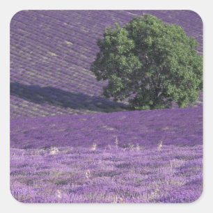 Europa, Frankreich, Provence, Sault, Lavendel Quadratischer Aufkleber