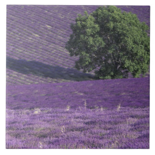 Europa, Frankreich, Provence, Sault, Lavendelfelde Fliese