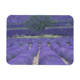 Europa, Frankreich, Provence, Sault, Lavendelfelde Magnet