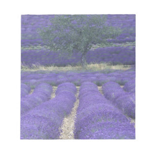 Europa, Frankreich, Provence, Sault, Lavendelfelde Notizblock