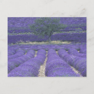 Europa, Frankreich, Provence, Sault, Lavendelfelde Postkarte