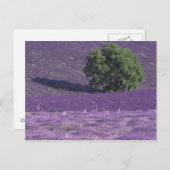 Europa, Frankreich, Provence, Sault, Lavendelfelde Postkarte (Vorne/Hinten)