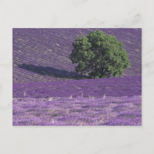 Europa, Frankreich, Provence, Sault, Lavendelfelde Postkarte