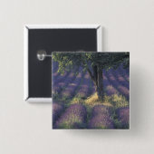Europa, Frankreich, Provence, Sault, Lavender Button (Vorne & Hinten)