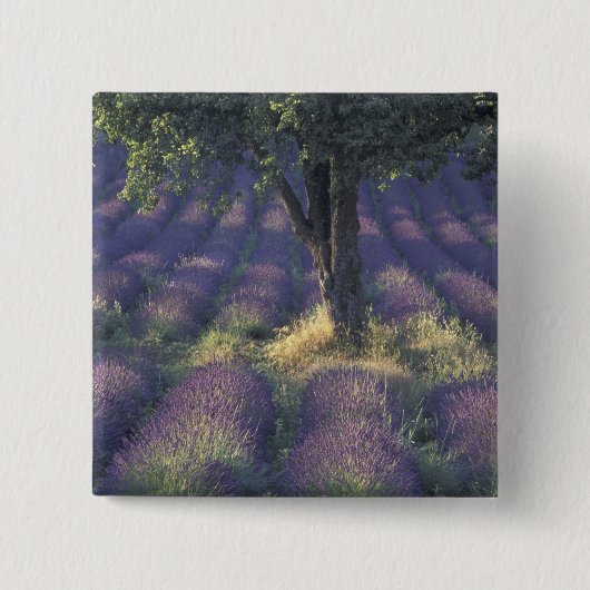 Europa, Frankreich, Provence, Sault, Lavender Button (Vorderseite)