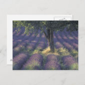 Europa, Frankreich, Provence, Sault, Lavender Postkarte (Vorne/Hinten)
