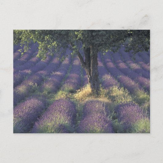 Europa, Frankreich, Provence, Sault, Lavender Postkarte (Vorderseite)
