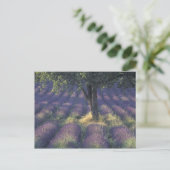 Europa, Frankreich, Provence, Sault, Lavender Postkarte (Stehend Vorderseite)