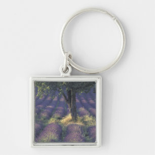 Europa, Frankreich, Provence, Sault, Lavender Schlüsselanhänger