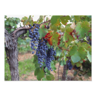 Europa, Frankreich, Roussillon Weinberge mit Fotodruck