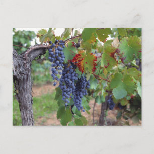 Europa, Frankreich, Roussillon Weinberge mit Postkarte