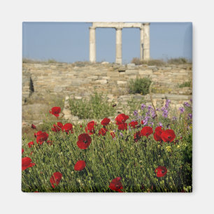 Europa, Griechenland, Kykladen, Delos. Säulenruine Magnet