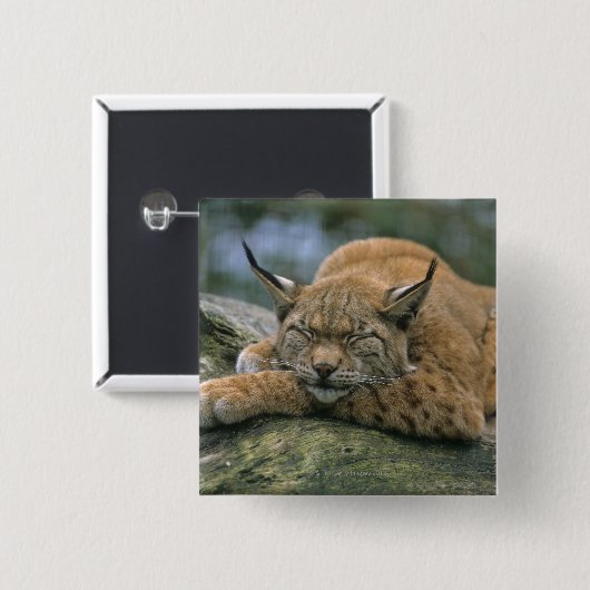 Europa �_ischer Luchs, Eurasischer Luchs (Lynx) Button (Vorne & Hinten)