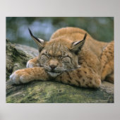 Europa �_ischer Luchs, Eurasischer Luchs (Lynx) Poster (Vorne)