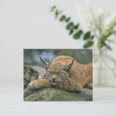 Europa �_ischer Luchs, Eurasischer Luchs (Lynx) Postkarte (Stehend Vorderseite)