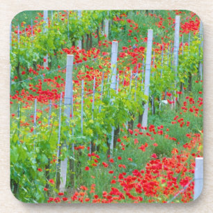 Europa, Italien, Toskana. Farbige rote Mohnblumen  Getränkeuntersetzer