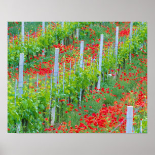 Europa, Italien, Toskana. Farbige rote Mohnblumen Poster