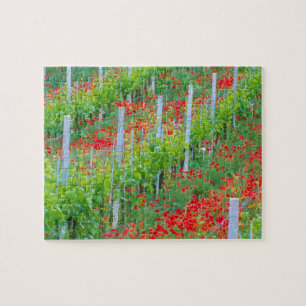 Europa, Italien, Toskana. Farbige rote Mohnblumen  Puzzle