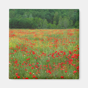Europa, Italien, Toskana, rote Mohn auf dem Feld. Magnet