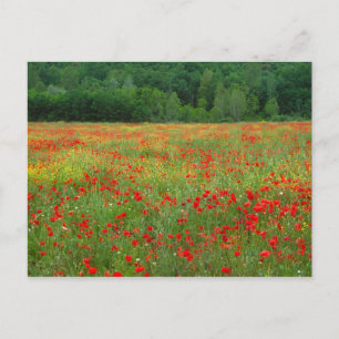 Europa, Italien, Toskana, rote Mohn auf dem Feld. Postkarte