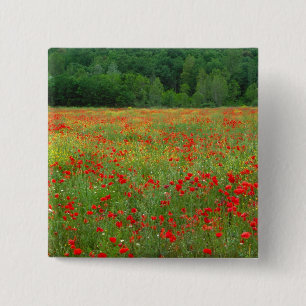 Europa, Italien, Toskana, rote Mohnblumen auf dem Button