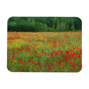 Europa, Italien, Toskana, rote Mohnblumen auf dem  Magnet