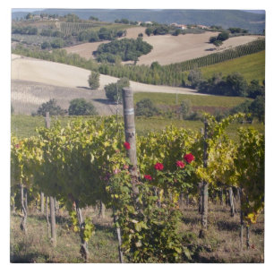 Europa, Italien, Umbrien, bei Montefalco, Weinberg Fliese