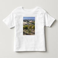 Europa, Italien, Umbrien, bei Montefalco, Weinberg